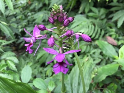 目前長距白鶴蘭陸續開花，花色由深紫色到淡紫色 (2)(新竹林區管理處提供)